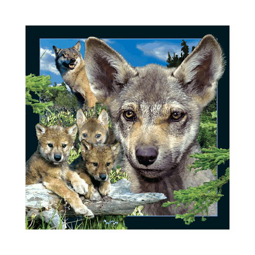 Wolf Cub Card - Click Image to Close