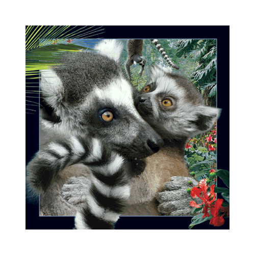 Lemur Card - Click Image to Close