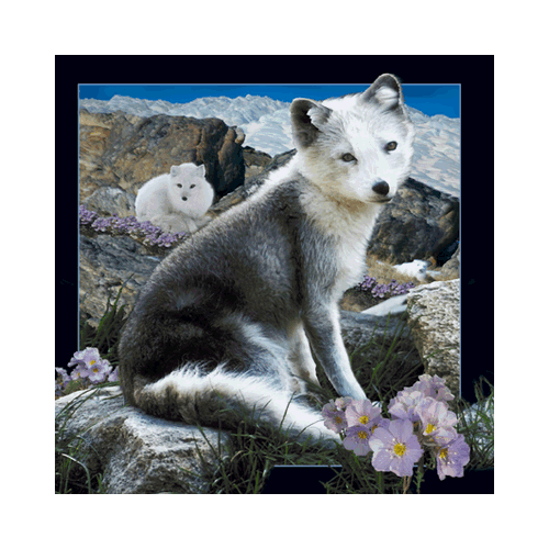 Arctic Fox Card - Click Image to Close