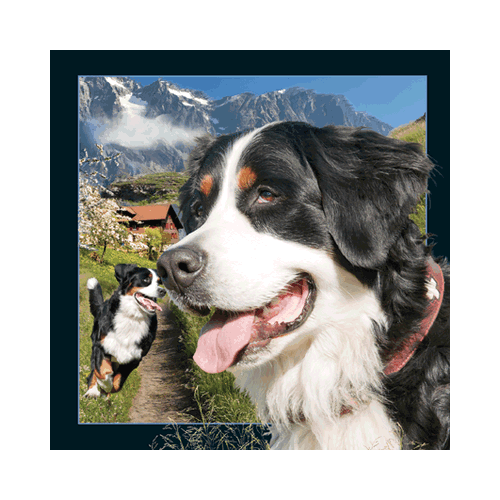 Bernese Mountain Dog Card - Click Image to Close