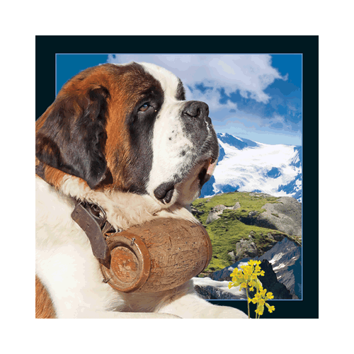 St. Bernard Card (Dog) - Click Image to Close