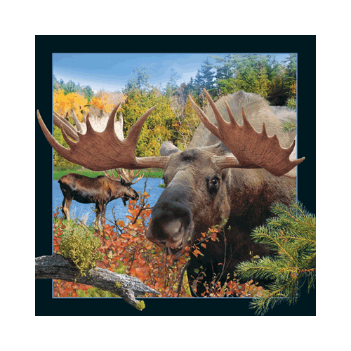 Moose With Big Antlers Card - Click Image to Close
