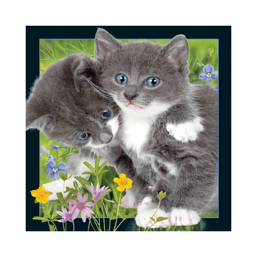 Kittens Card - Click Image to Close