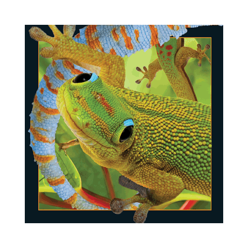 Gecko Card - Click Image to Close