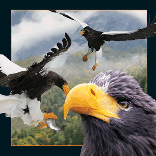 Sea Eagle Card - Click Image to Close
