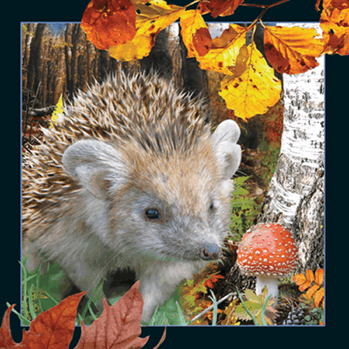 Hedgehog Card - Click Image to Close