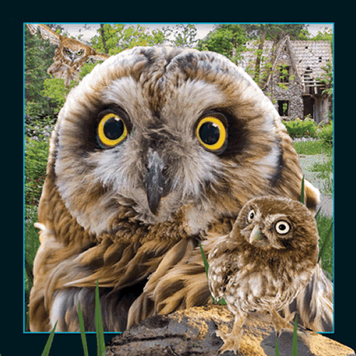 Owl Card - Click Image to Close