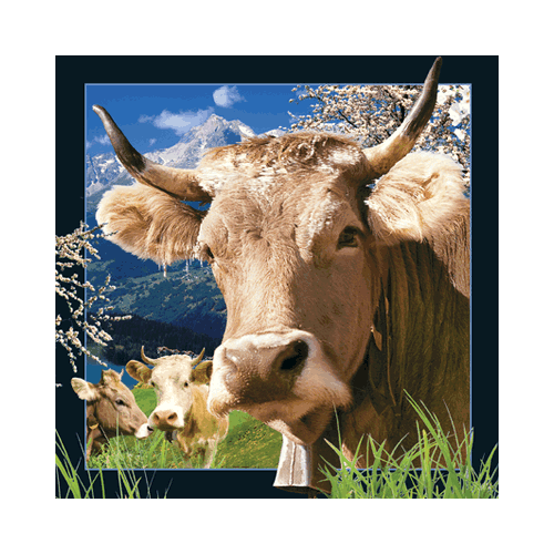 Swiss Cow Card - Click Image to Close