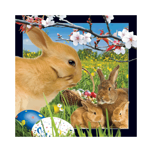 Bunny Card - Click Image to Close