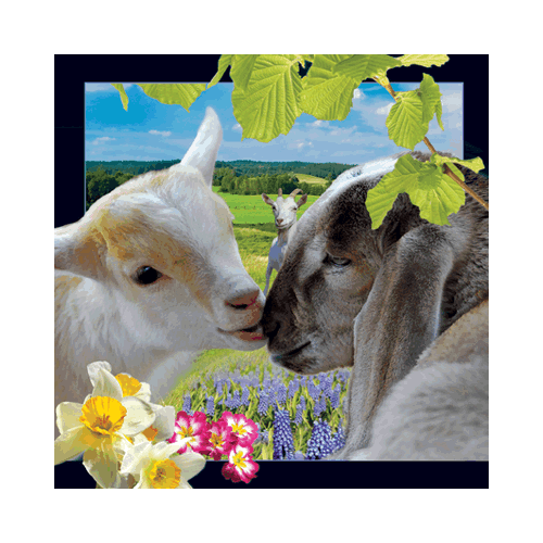 Easter Lamb Card - Click Image to Close